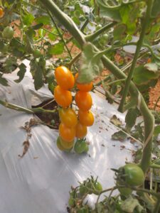 Uso do controle biológico em tomate
